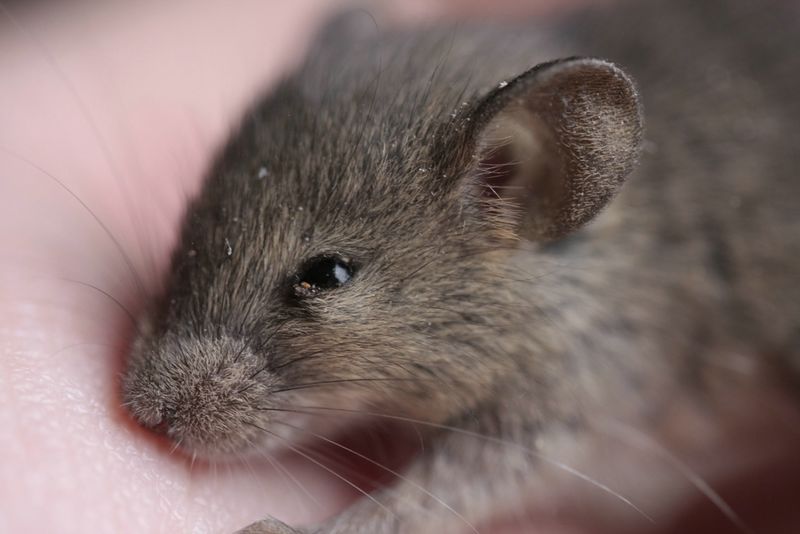 Piccolo di Rattus sp.